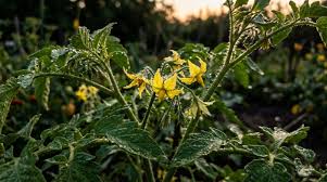 Photo Les anciens ne laissaient jamais leurs tomates passer une nuit de ...