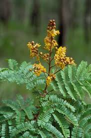 Image result for Peltophorum pterocarpum