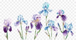 Purple iris illustration watercolor iris flower stock illustration 555727966. Purple Watercolor Flower Png Download 7087 3730 Free Transparent Watercolor Painting Png Download Cleanpng Kisspng