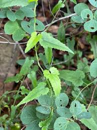 Image result for Tragia kirkiana