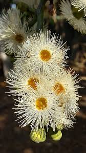Image result for Eucalyptus torelliana