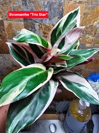 Image result for stromanthe