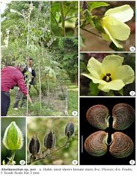 Image result for Abelmoschus
