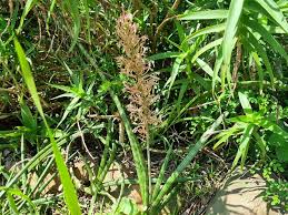 Image result for Sansevieria pearsonii