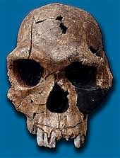Während die kulturphilosophie sich der binnenstruktur der symbolischen formen widmet, ist es aufgabe der anthropologie eine definition des menschen zu liefern, welche ihn vom tier abgrenzt. Human Evolution Wikipedia