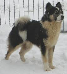 yakutian laika awesome colors hunde rassen hunderassen rassen