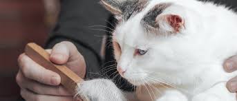 Loss of appetite in cats. Cat Hair Loss My Cat Is Losing Hair Royal Canin