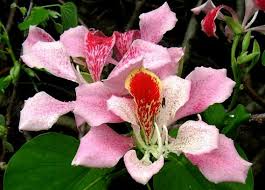 Image result for Bauhinia monandra