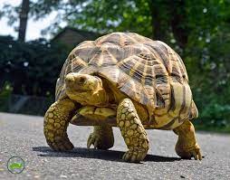 A Beautiful Female Burmese Star Tortoise Geochelone Platynota At Garden State Tortoise This Species Is Criticall Tortoise Habitat Turtle Conservation Turtle