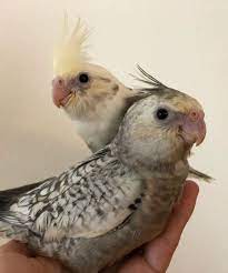 Lauras Little Parrots - Cockatiels For Sale Tame Cockatiels Lauras Little Parrots Cockatiel Parrot Pet Birds