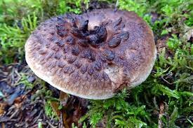 Shiitake lou mei red kochen pilznahrungsmittel trocknen, leckere getrocknete pilze, keks, schwarz. Die Beliebtesten Speisepilze Nabu