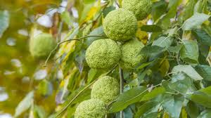 Maybe you would like to learn more about one of these? Osage Orange Cambridge Botanic Garden