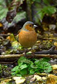 chaffinch oiseaux des jardins pinson des arbres rouge gorge