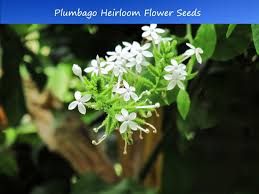 Image result for Plumbago zeylanica