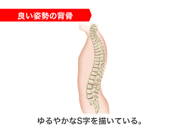 脊柱菅狭窄症の基礎知識と治療の問題点｜カラダネ