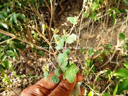 Image result for Boerhavia repens