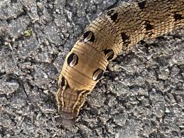 Moved an elephant hawk moth caterpillar from our drain this morning and  then this little beauty from a puddle...