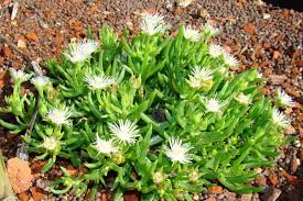 Image result for Delosperma tradescantioides