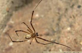 The silk of this spider is known to. Black Widow Spider Description Habitat Image Diet And Interesting Facts