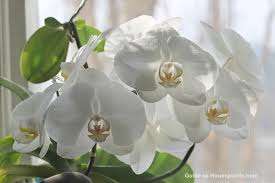 Let's come to find the answer. House Plants Safe For Cats