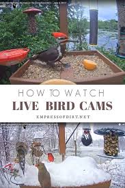 Pin On Birds Wildlife