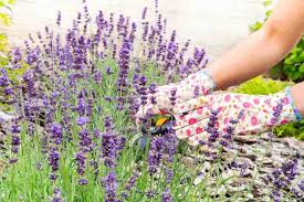 Image result for lavender cuttings
