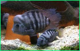 lengkap cara merawat ikan hias convict cichlid parrot