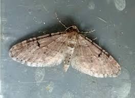 Image result for Eupithecia indigata