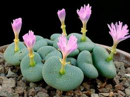 Image result for Biophytum crassipes
