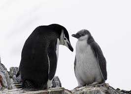 Penguins can live on land and in the water. Pin On Penguins