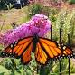 Monarch Mania, Chain O'Lakes State Park
