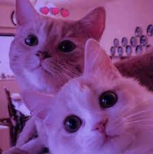 ป กพ นโดย lorrayne vitoria ใน ق ـطط ล กแมว แมวน อย แมว