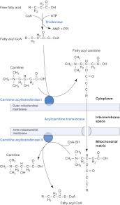 The level of ffa depends on time, temperature and moisture content because the oils and fats are exposed to various environments such as storage, processing, heating or frying. Free Fatty Acid An Overview Sciencedirect Topics