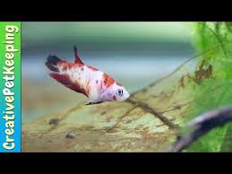 Why Do Betta Fish Die And How To Prevent It Betta Fish Betta Koi Betta