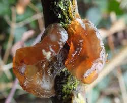 Check spelling or type a new query. Exidia Recisa Amber Jelly Fungus