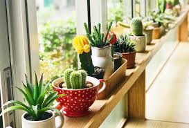 Cats exhibiting severe symptoms of any kind should be taken immediately to an emergency vet clinic or animal hospital. Unique Succulents And How To Use Them In Your Home