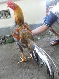 Nah itu adalah ciri ayam ganoi petarung asal vietnam yang seringkali dijagokan di arena laga sabung ayam s1288 ya guys…. 101 Gambar Ayam Vietnam Asli Paling Keren Infobaru