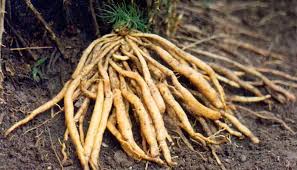 Image result for Asparagus racemosus