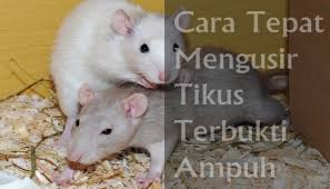 Maka jangan lewatkan bahasanya yang mendalam ada sederetan pertanyaan bagi yang belum mencobanya, yang sudah mencoba akan tau hasilnya bahwa cara mengusir tikus dengan cuka. 22 Cara Ampuh Mengusir Tikus Rumah Tanpa Racun Praktis Alami Suka Suka