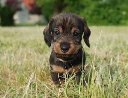 Was gibt es an hundefutter mit? Pin Auf Gefallt Mir