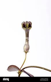 Image result for Ceropegia crassifolia