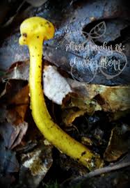 Image result for Plicosepalus amplexicaulis