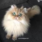 Golden Kittens | Shaded Golden Persian Kittens ...