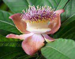 Nag Champa Couroupita Guianensis Cannonball Tree Flower Thank You For Over 24 088 Views Dehydrated Skin Ginger Peach Flowers