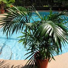 Image result for Chamaedorea cataractarum