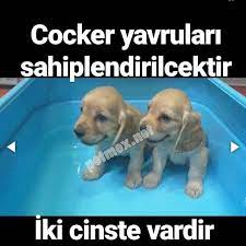 cocker yavrulari irk ve iade garantili kopek evcil hayvan bakimi kopek turleri