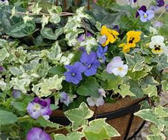 Succulents and cacti are fun to grow indoors and outdoors. Chempak Fertiliser Guide Thompson Morgan