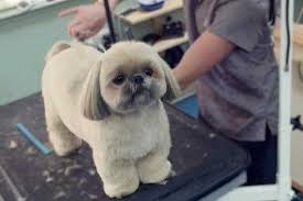 Teddy bears are also known as malshi. Shih Tzu Haircuts Teddy Bear Cut Online Shopping