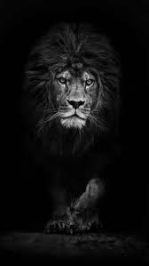 1080p Black And White Lion Wallpaper Post Anything From Anywhere Customize Everything And Find And Follow What You Love Create Your Own Tumb Lion Wallpaper Black And White Lion Lion Pictures