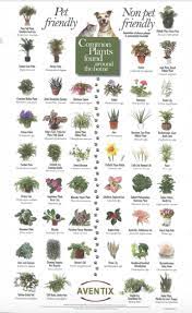 List Of Pet Friendly And Toxic Plants To Pets Pet Friendly Plants Toxic Plants For Pets Indoor Plants Plants House Plants Indoor Outdoor Plants